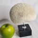 Ancient coral "brain" Diploria labyrinthiformis on base, 19 cm