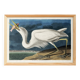 Poster about the Great Egret, based on an old engraving from 1827.