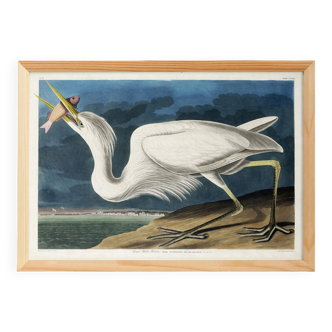 Poster about the Great Egret, based on an old engraving from 1827.
