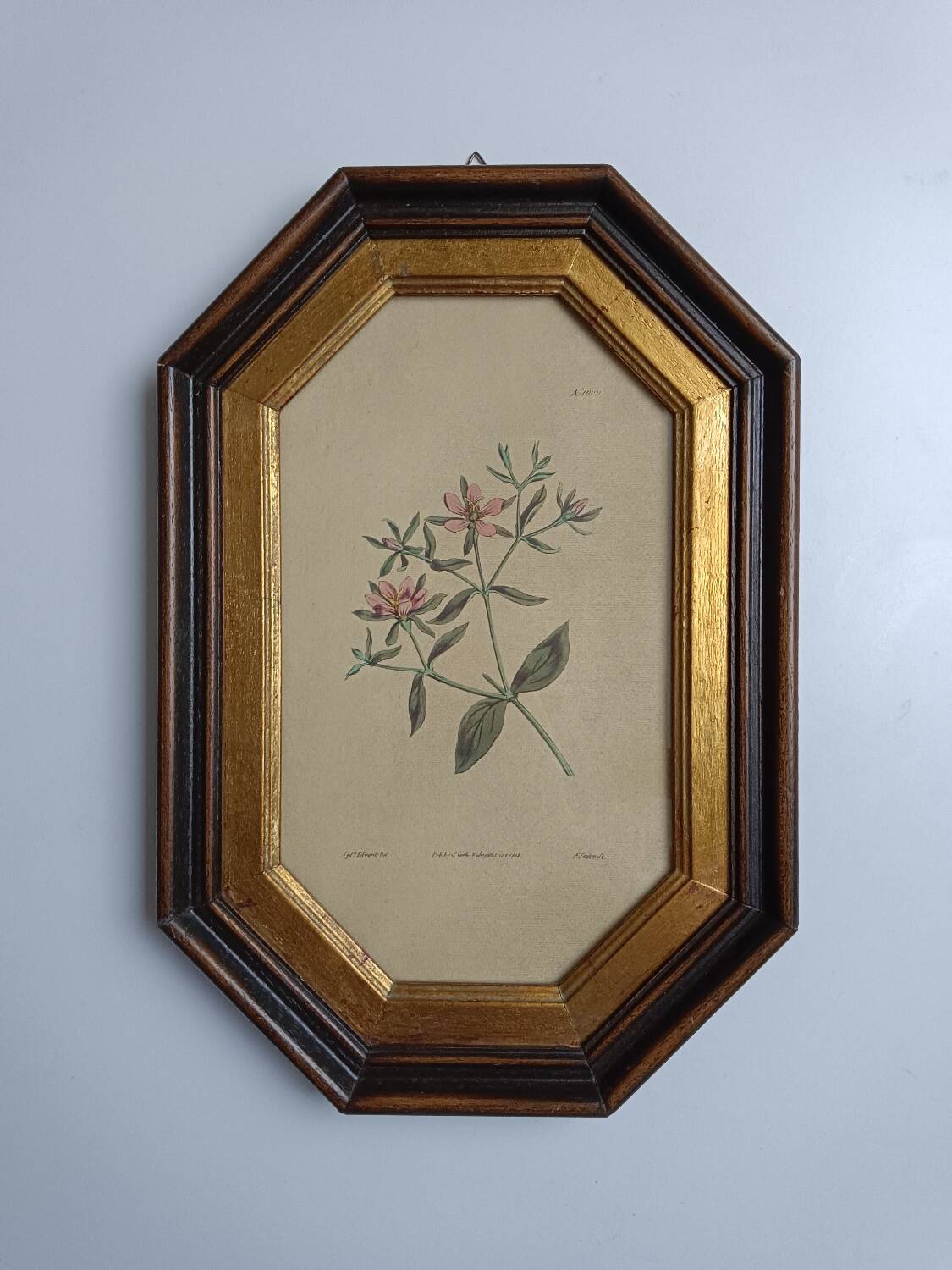 Old octagonal frame lithograph flower plant