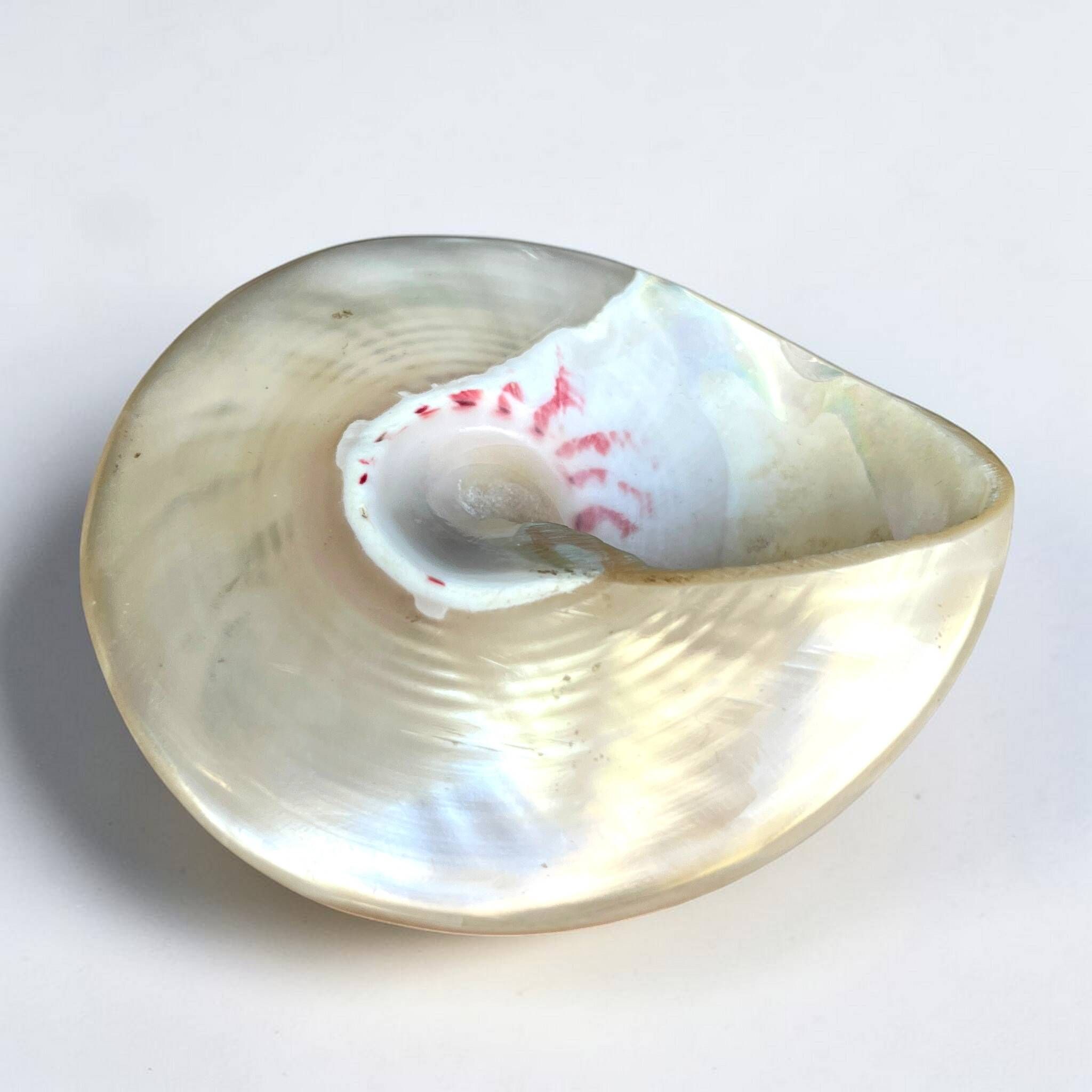 Ancient Troca Trochus shell in mother-of-pearl on a wooden base curiosities