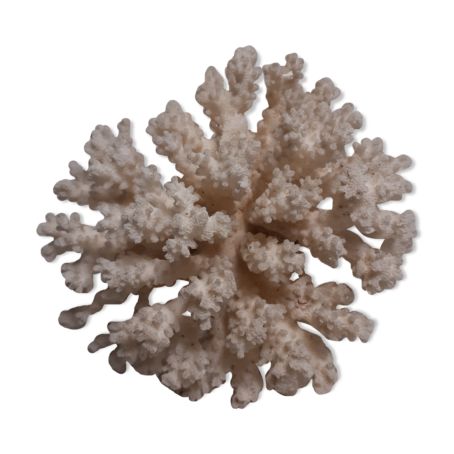 White coral