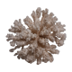 Corail blanc