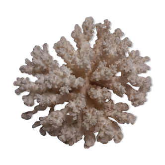 White coral
