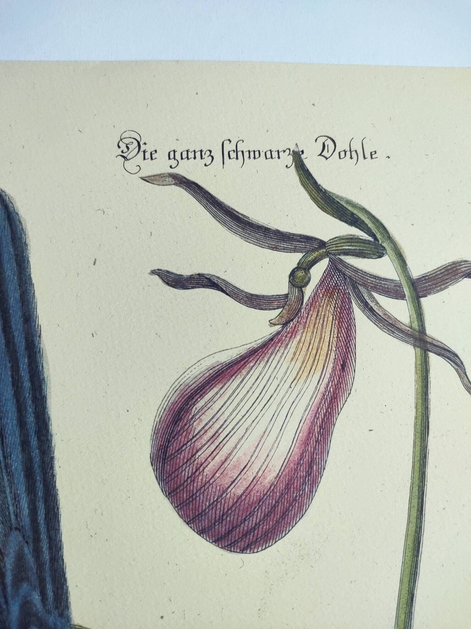 Old bird engraving -Monedula Nigra- zoological illustration by Seligmann & Catesby
