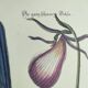 Old bird engraving -Monedula Nigra- zoological illustration by Seligmann & Catesby
