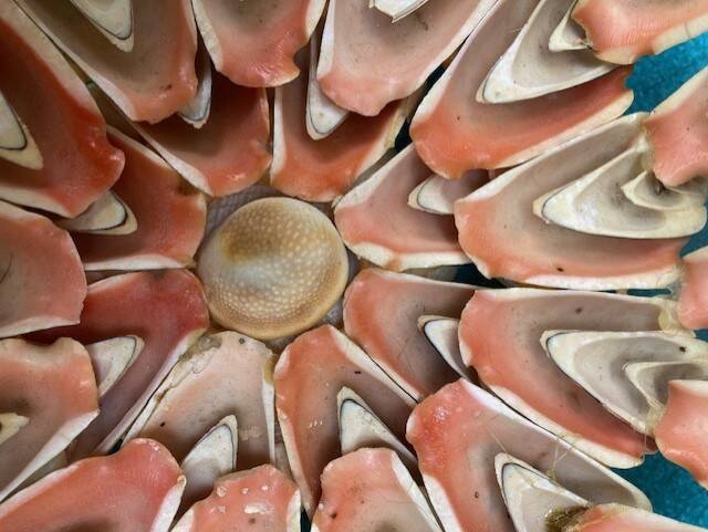 Shell bowl from the 1960s.
