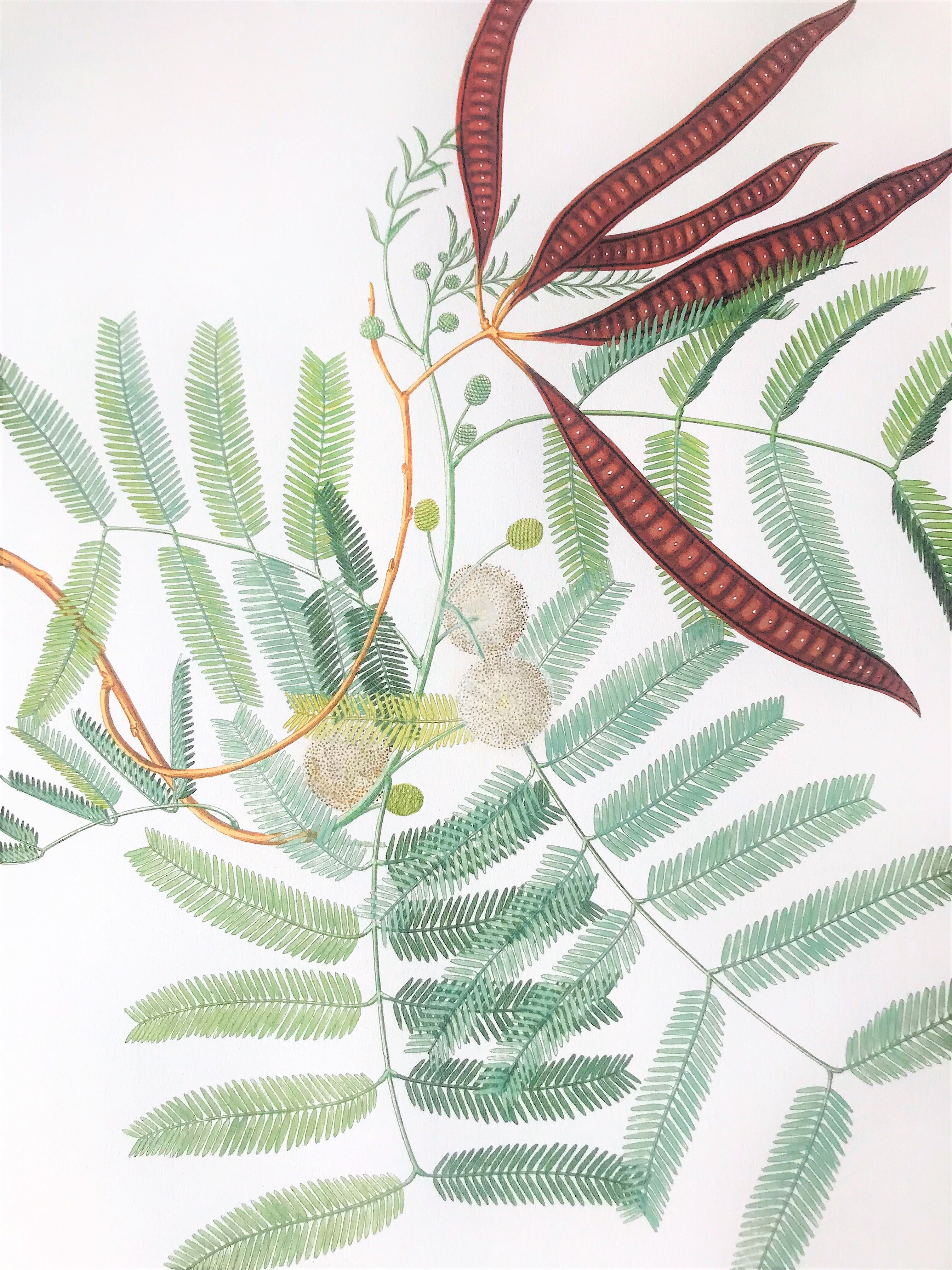 Board in colors representative Acacia, leaf, flower and fruit