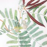 Board in colors representative Acacia, leaf, flower and fruit