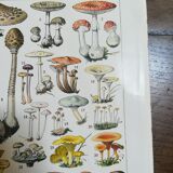 Lithograph on mushrooms from 1928 "amanita"