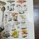 Lithograph on mushrooms from 1928 "amanita"