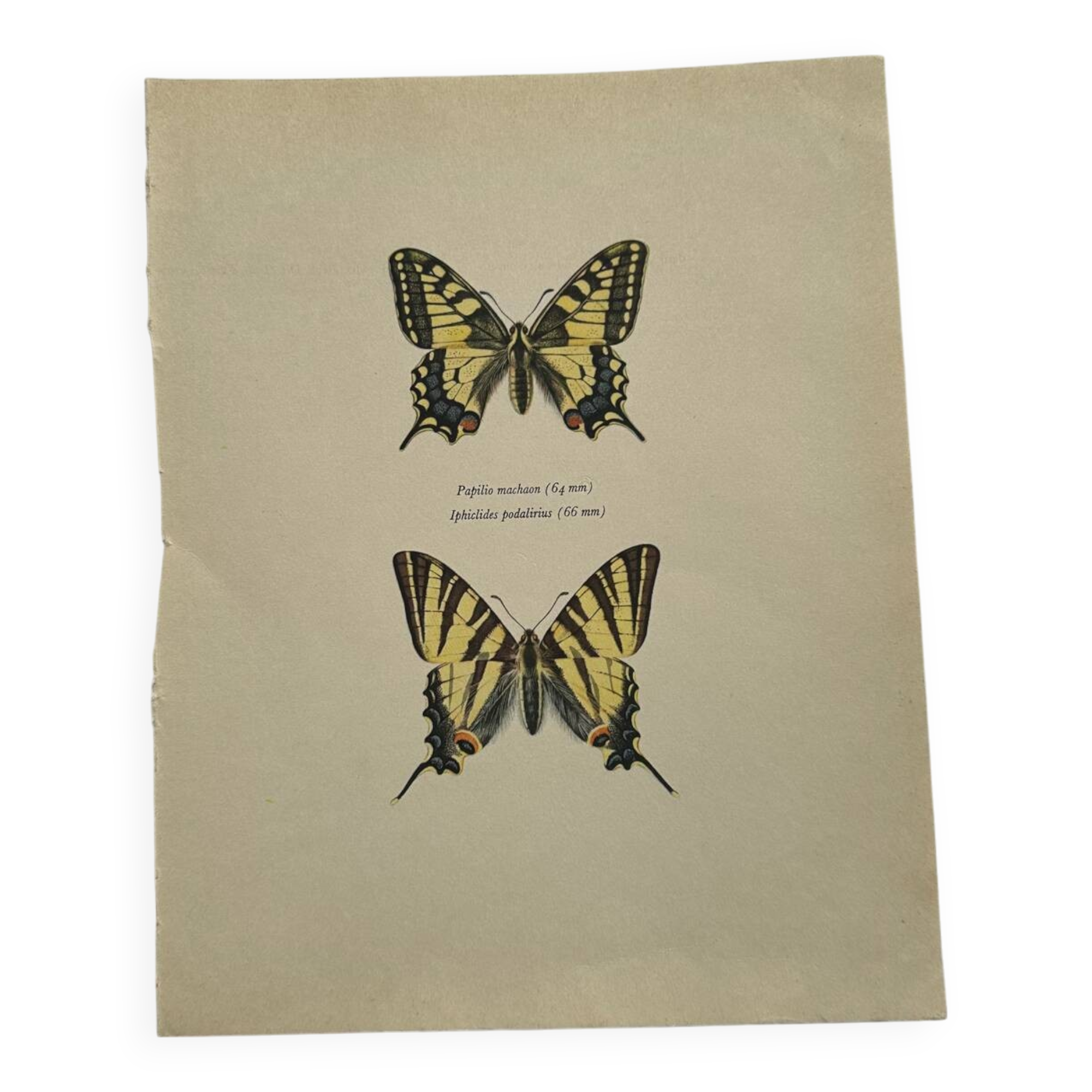 Antique engraving of a colorful butterfly from the early 1900s, a naturalist botanical plate