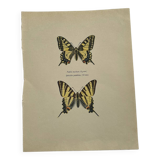 Antique engraving of a colorful butterfly from the early 1900s, a naturalist botanical plate
