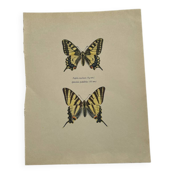 Old coloured butterfly engraving from the early 1900s, naturalist botanical plate.