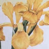 Reproduction P J redoute "iris monnieri" sous verre cadre bois