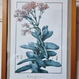 Rochea falcata botanical board