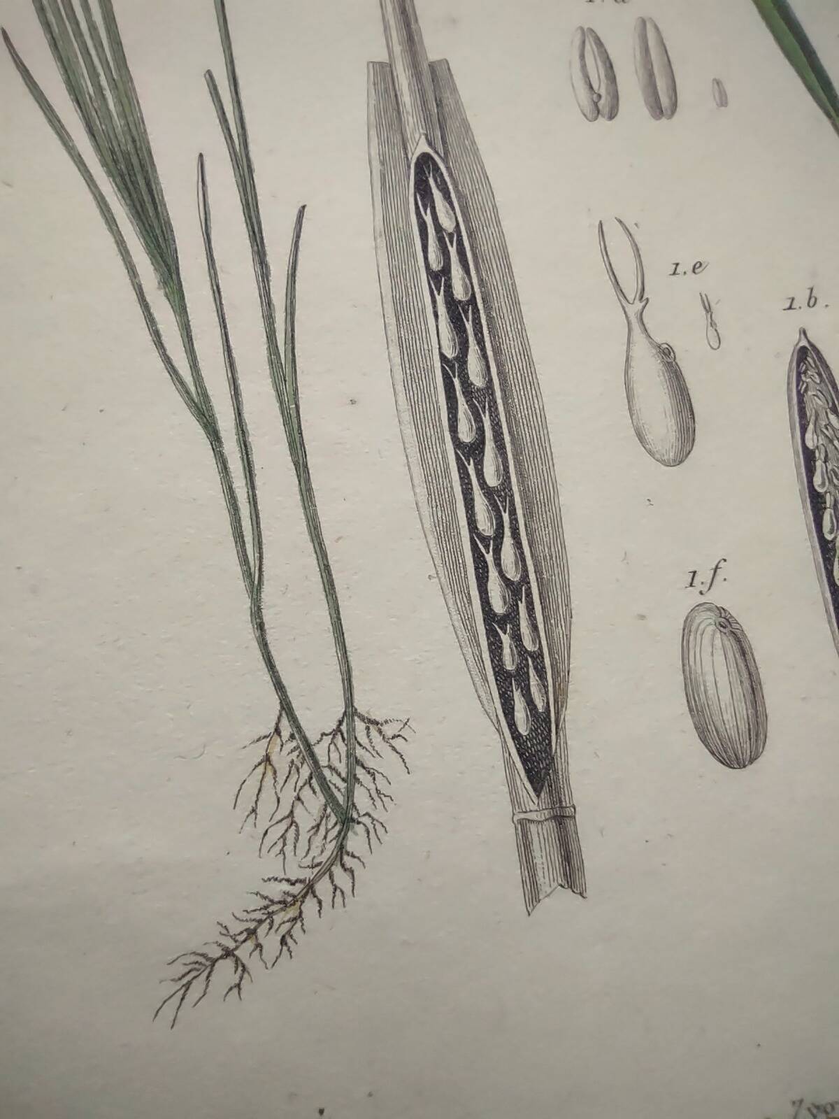 Old engraving from 1838 - Zygene butterfly and herbs - Original zoological and botanical plate