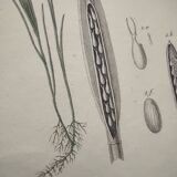 Old engraving from 1838 - Zygene butterfly and herbs - Original zoological and botanical plate
