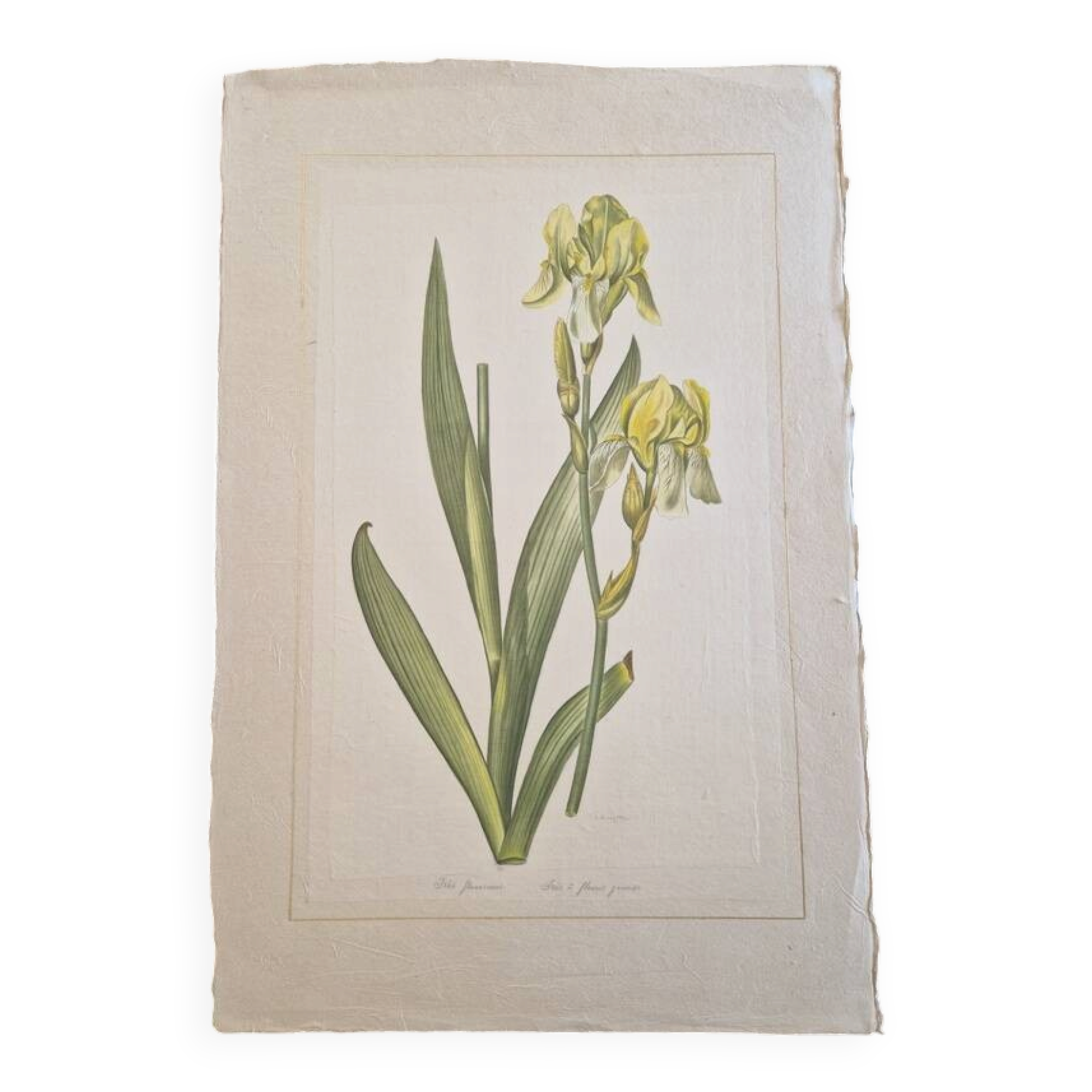 La Roche Laffitte (Born in 1943) - Watercolour drawing on silk - Yellow iris