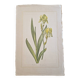 La Roche Laffitte (Born in 1943) - Watercolour drawing on silk - Yellow iris