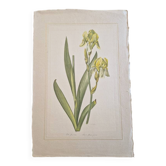 Dessin à l'aquarelle sur soie - Iris jaune - La Roche Laffitte (Né en 1943)