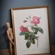 Lithograph frame rose semi double leaning buttons 43