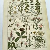 Vintage engraving from 1925 • Digestive plants Old botanical illustration