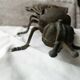 Ashtray brass fly years 70