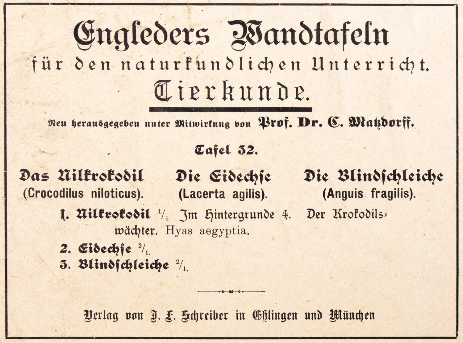 Displays educational crocodile 1893