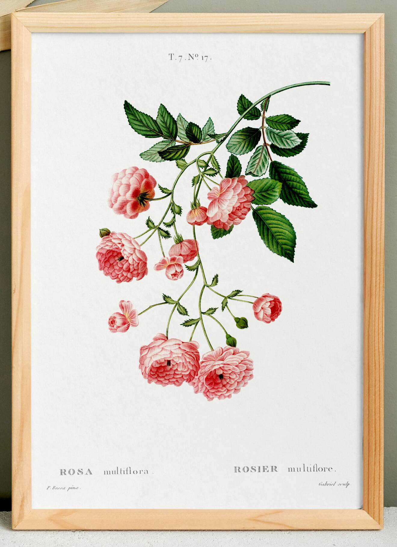Poster about the Multiflora Rose, based on an old engraving from 1802
