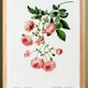 Poster about the Multiflora Rose, based on an old engraving from 1802