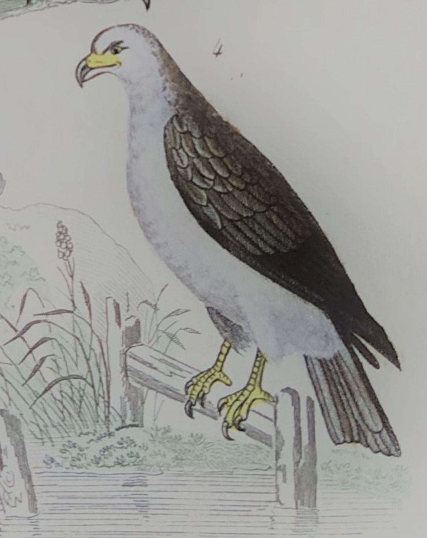 Original ornithological plate "Condor - Buzzard - Kite - &c..." Buffon 1836