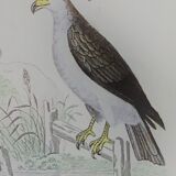 Planche ornithologique originale "Condor - Buse - Milan - &c... " Buffon 1836