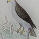 Original ornithological plate "Condor - Buzzard - Kite - &c..." Buffon 1836