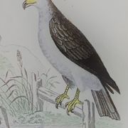 Original ornithological plate "Condor - Buzzard - Kite - &c..." Buffon 1836