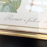 Redouté botanical board