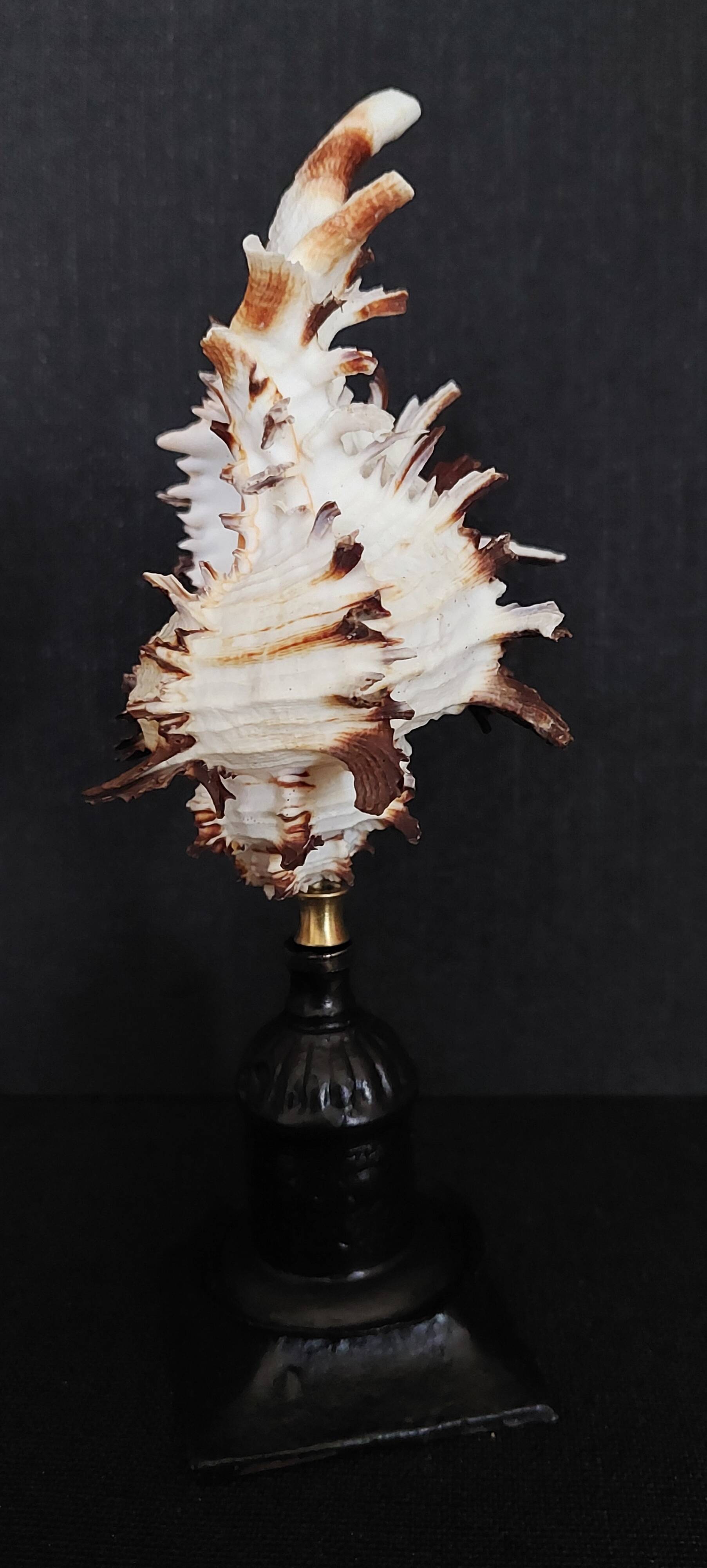Cabinet of Curiosities hexaplex cichoreum shell on base