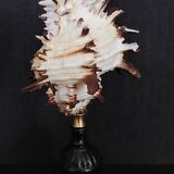 Cabinet of Curiosities hexaplex cichoreum shell on base