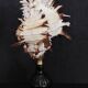 Cabinet of Curiosities hexaplex cichoreum shell on base