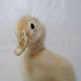 Taxidermy duckling
