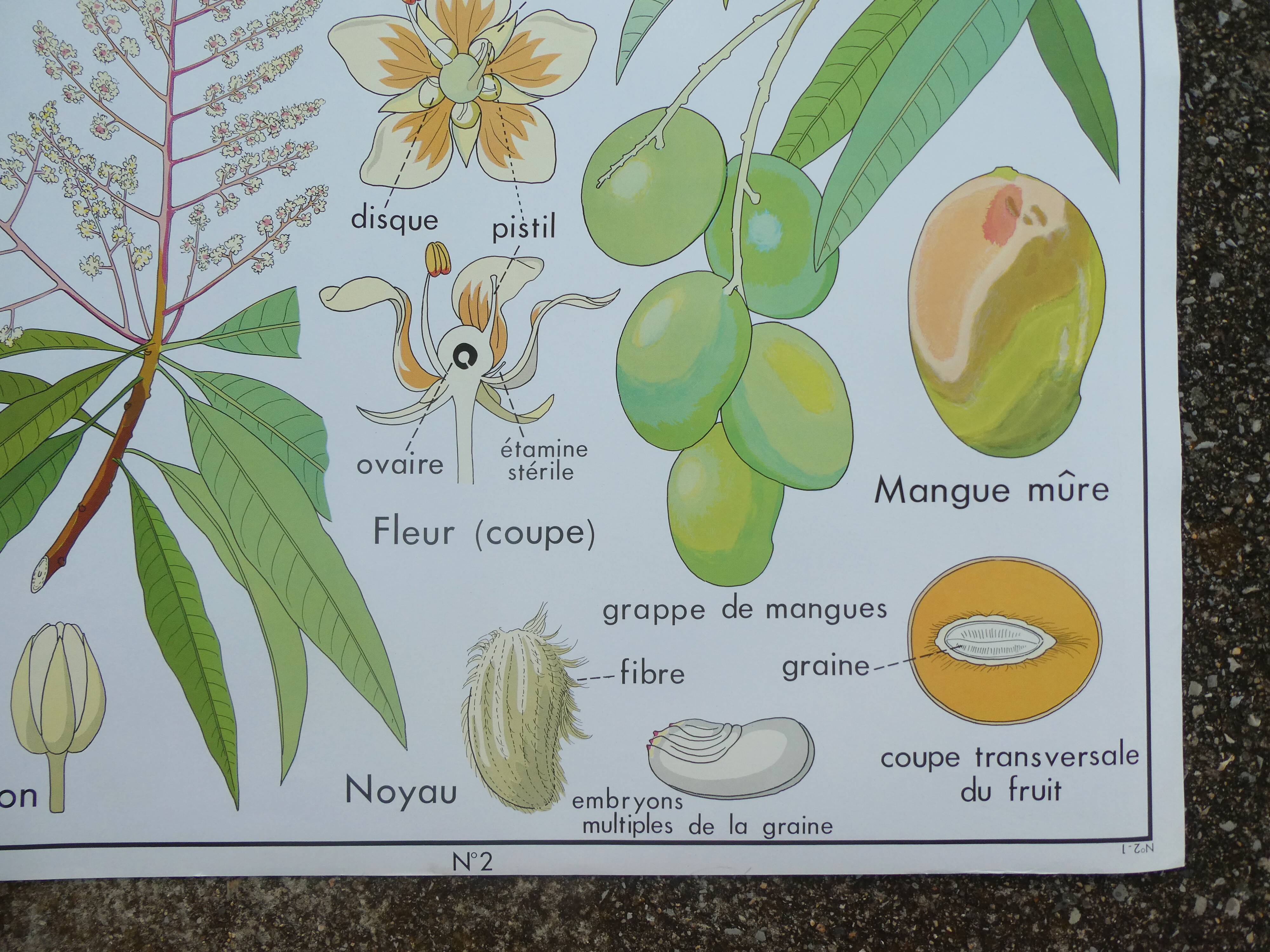 Rossignol educational poster "The cotton and the mango tree" vintage.