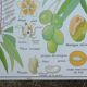 Rossignol educational poster "The cotton and the mango tree" vintage.