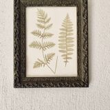 Victorian era botanical board, wooden molding frame