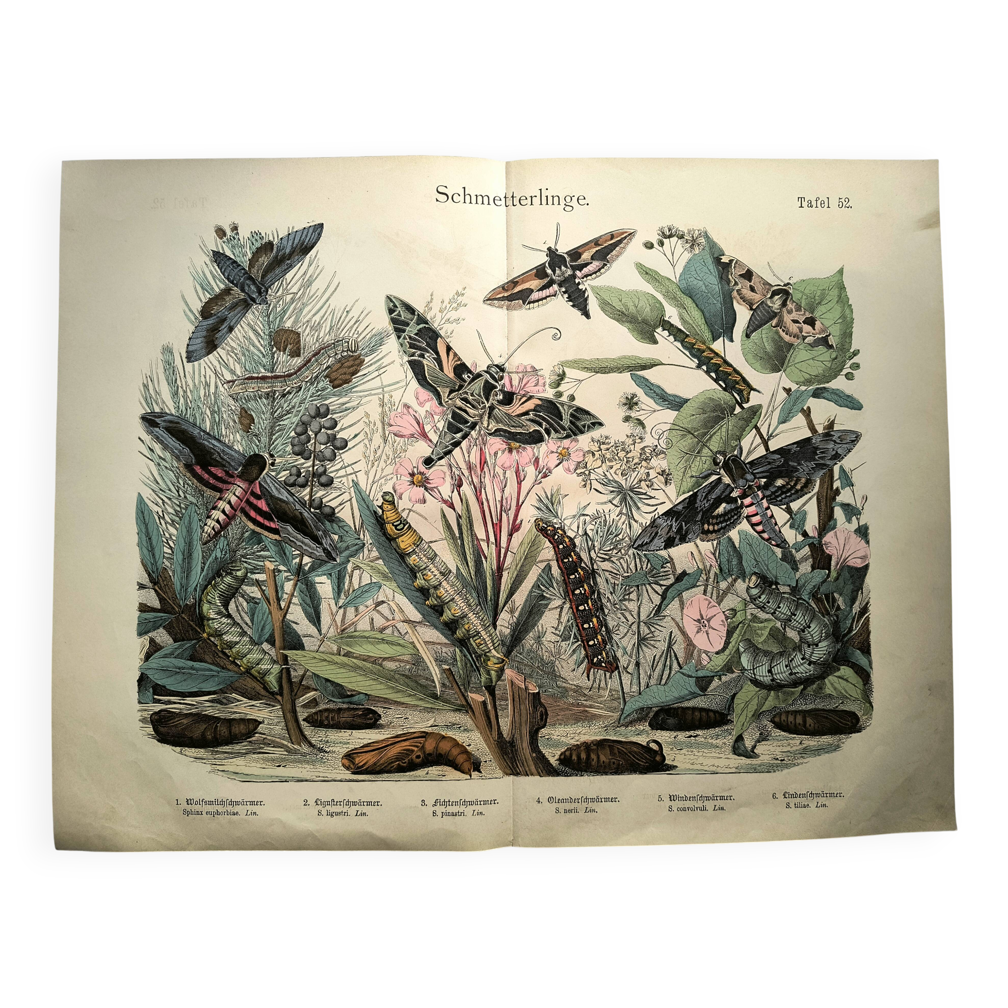 Old engraving from 1886 - Sphinx Butterflies (1) - Zoological lithograph
