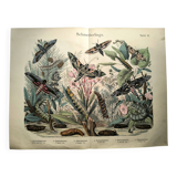 Old engraving from 1886 - Sphinx Butterflies (1) - Zoological lithograph