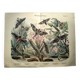 Gravure ancienne de 1886 - Papillons Sphinx (1) - Lithographie zoologique
