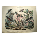 Gravure ancienne de 1886 - Papillons Sphinx (1) - Lithographie zoologique