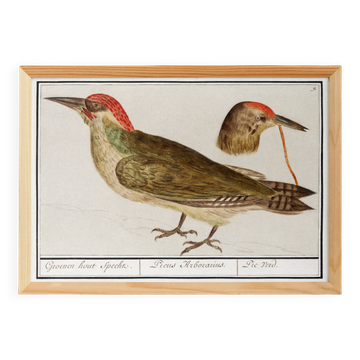 Affiche sur le Pic vert, d’après une gravure ancienne de 1610
