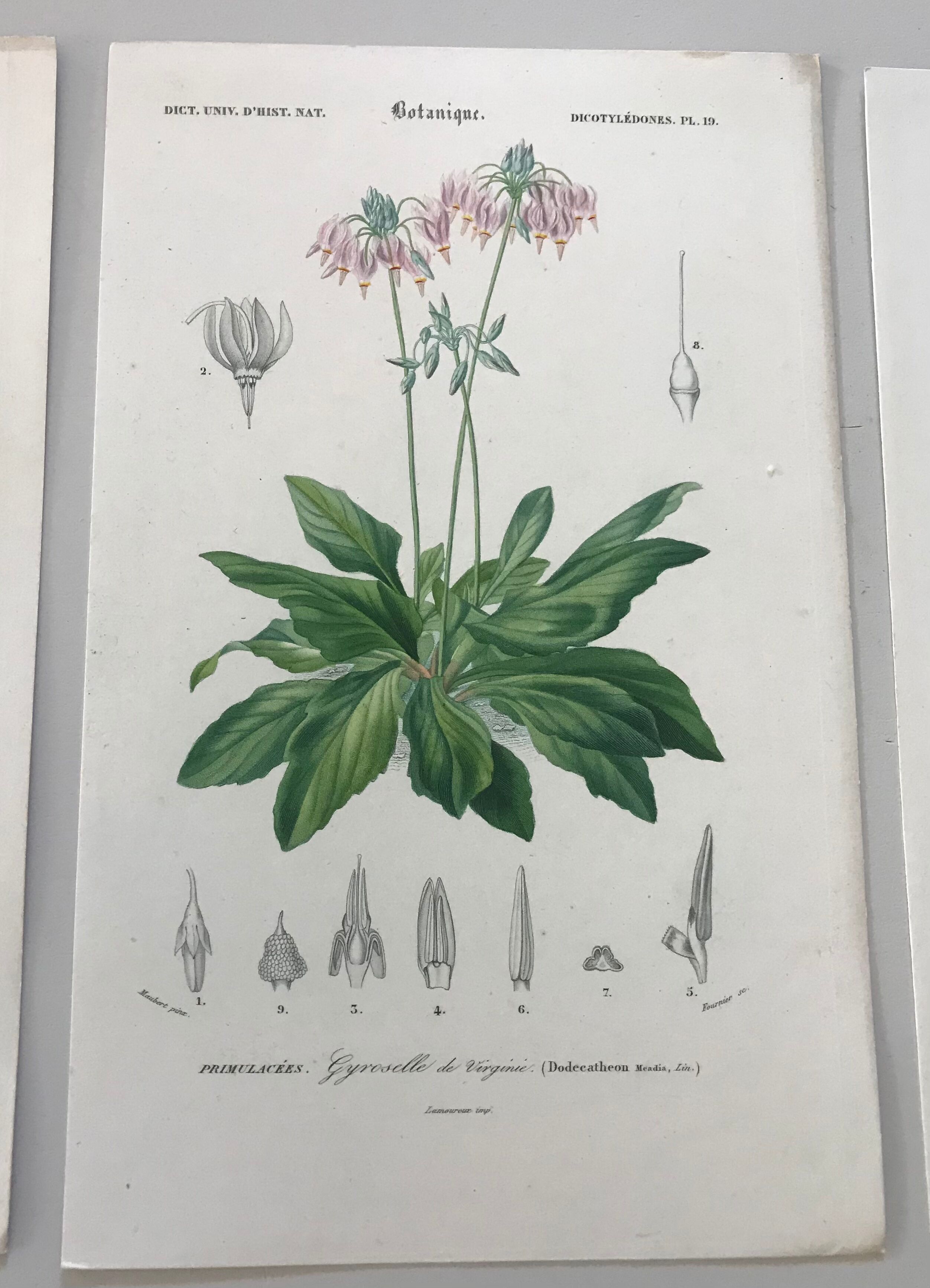 Trio of botanical engravings 19th century
