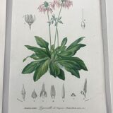 Trio of botanical engravings 19th century